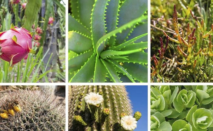 Popular Succulent in Some Health Drinks
