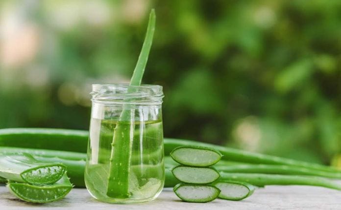 Aloe Vera