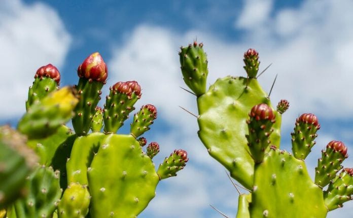 Prickly Pear (Nopal Cactus)