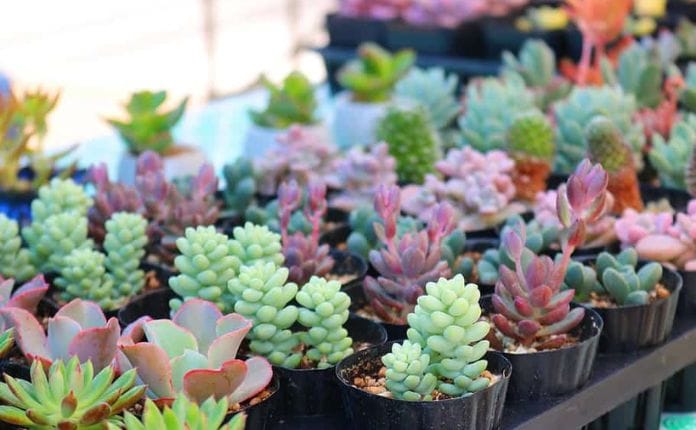 Health Benefits of Incorporating Succulent in Some Health Drinks