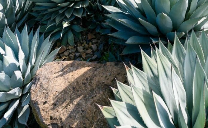 Agave
